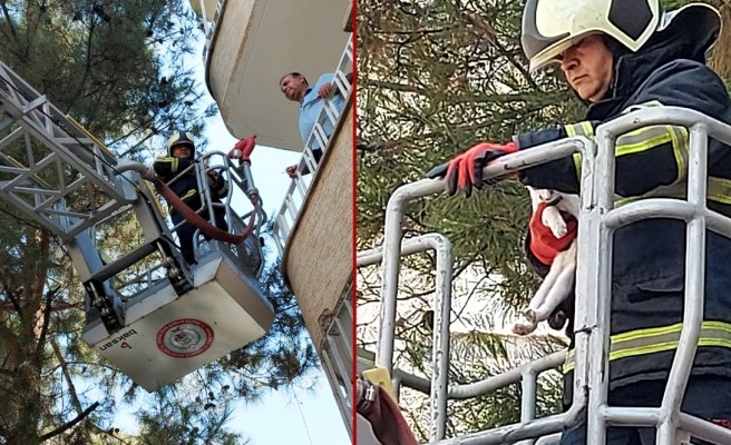 Ağaçta mahsur kalan kediyi itfaiye kurtardı