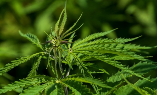 Urfa'nın ilçesinde kenevir operasyonu yapıldı