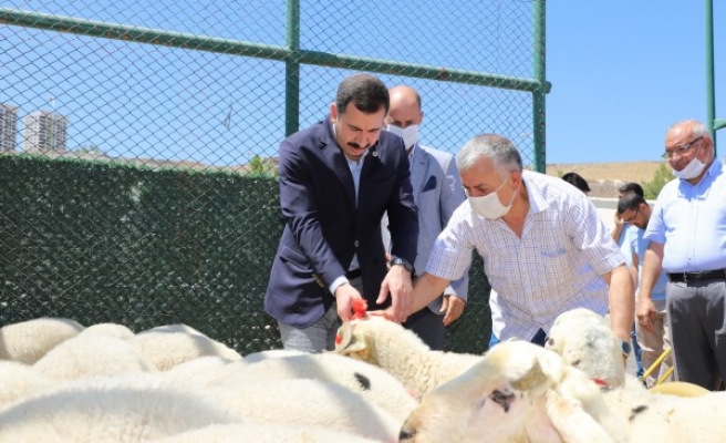 Karaköprü’de şehit ailelerine kurbanlık hediye edildi