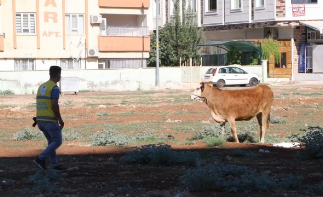 Urfa'da kaçan kurbanlıklar kovalamaca sonunda yakalandı