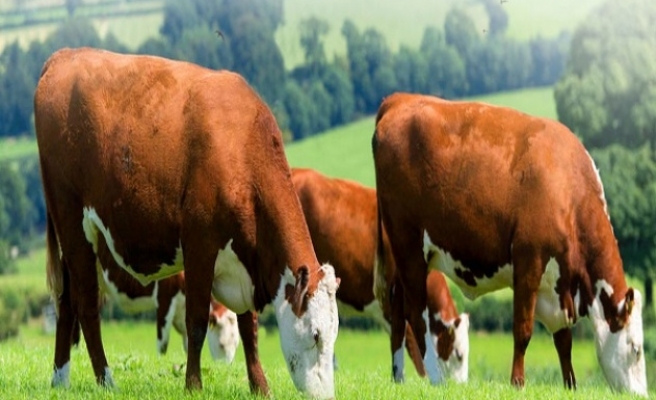 Kurbanlıklarda Kovid-19’a Rastlanmadı