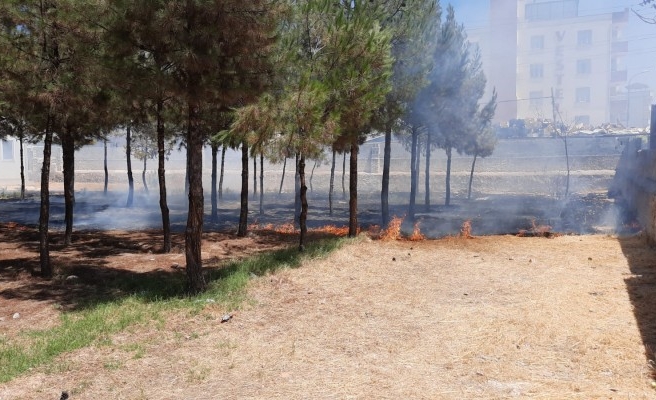 Urfa'nın ilçesinde yüzlerce ağaç yanma tehlikesi atlattı
