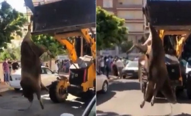 Urfa'da hayvana eziyet eden 3 şahıs yakalandı