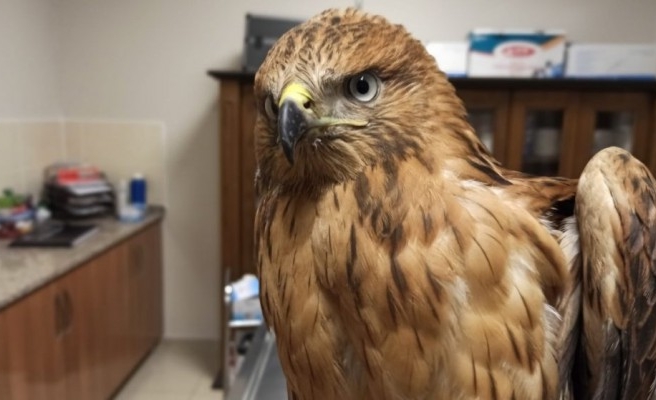 Urfa’da 25 yabani kuşun tedavisi tamamlandı!