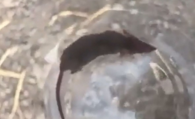 Türkiye'de çok az rastlanılan canlı Urfa'da görüldü