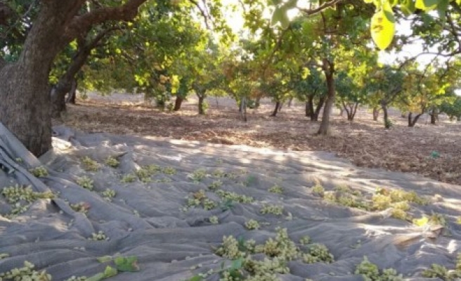 Urfa’da ‘yeşil altın’ hasadı başladı
