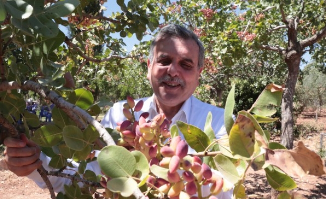 Beyazgül: Şanlıurfa bu fıstık türünde tek