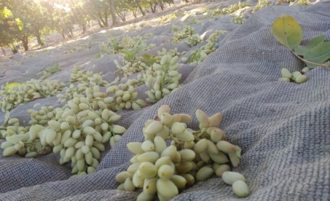 Urfa’da ‘yeşil altın’ hasadı sürüyor!