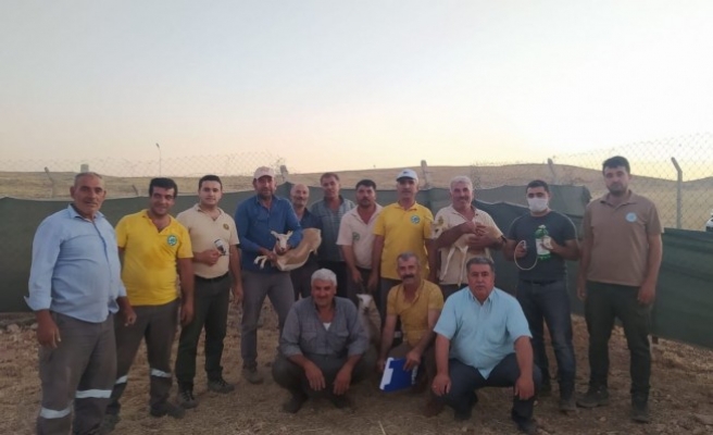 Urfa’da ceylanlar küpelenip kayıt altına alınıyor