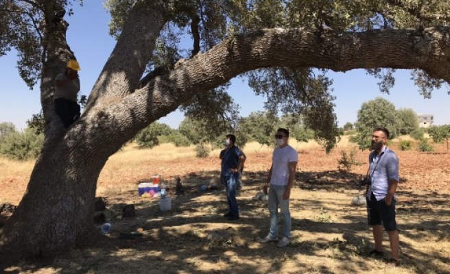 Bölgedeki asırlık ağaçlar Urfalı ekibe emanet!