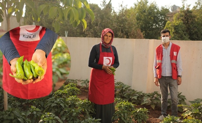 Urfa’da sığınmacılara dağıtılan fidelerde hasat zamanı