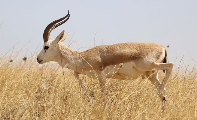 Şanlıurfa'da ceylan satışı yapan şahsa ceza kesildi