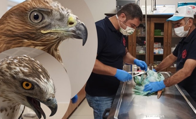 Yaban hayvanları Urfa’da tedavi ediliyor!