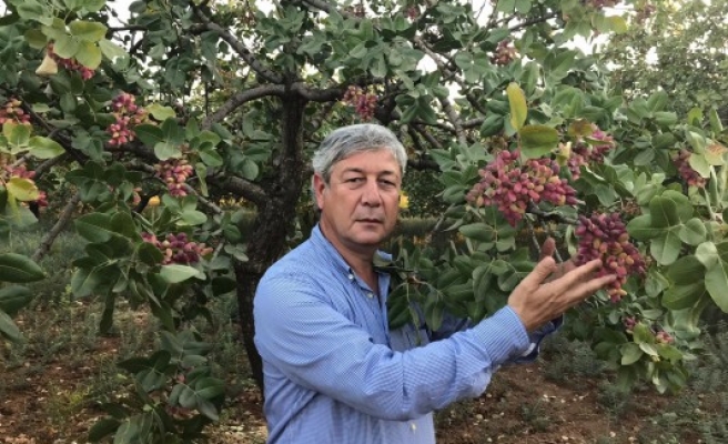 Şanlıurfa fıstık üretiminde ilk sırada