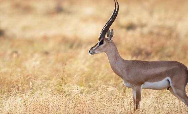 Ceylanların katledilmemesi için açılan dava sonuçlandı