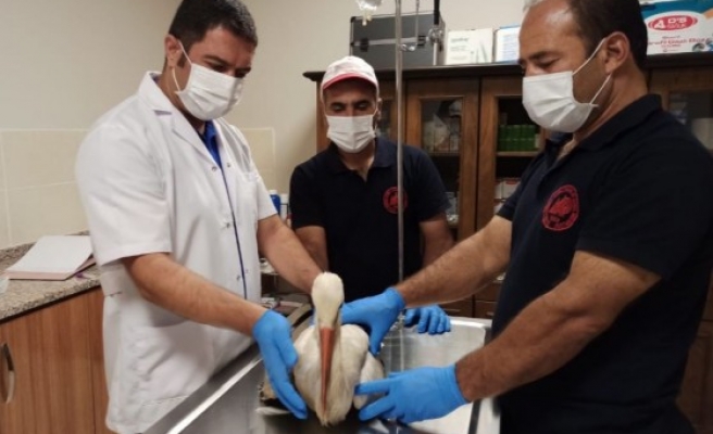 Urfa kırsalında yaralı bulunan leylek tedavi ediliyor