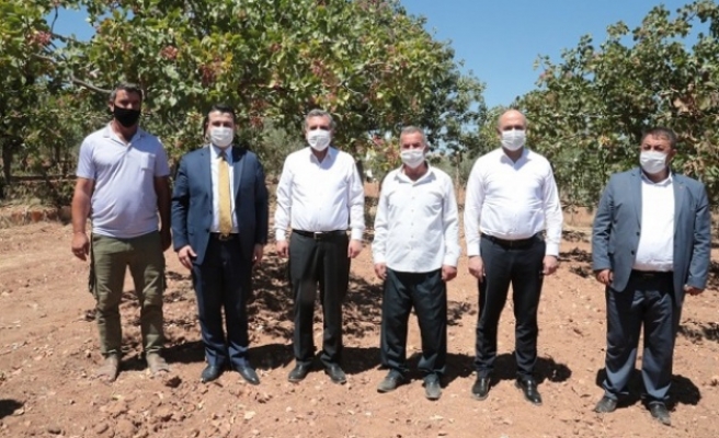 Beyazgül, Fıstık Hasadına Katıldı