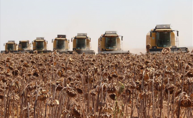 Ceylanpınar TİGEM’de Ayçiçeği Hasadı Başladı