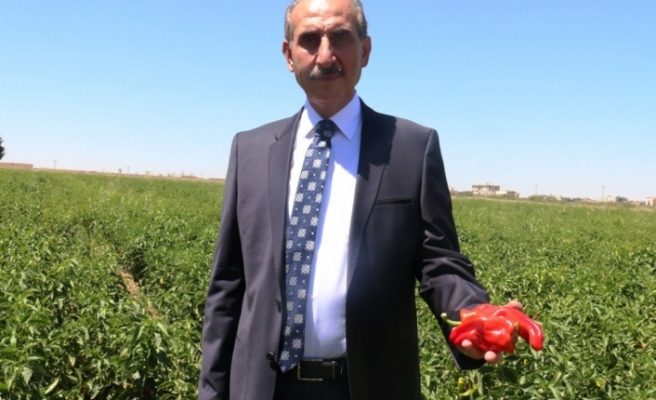 İsot Hasadı Başladı