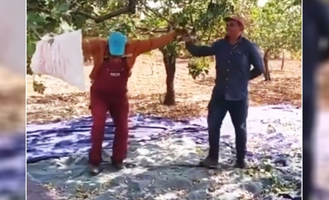 Urfa Fıstığında davullu halaylı hasat sevinci