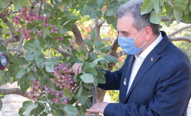 Şanlıurfa'da fıstık şenliği: Hasat başladı