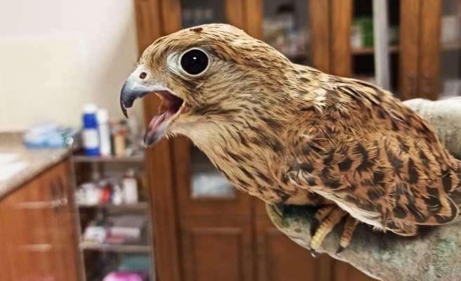 Urfa'da bulunmuşlardı: Tedavi süreci sona erdi!