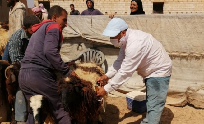 Barış Pınarı bölgesinde hayvanlar aşılandı