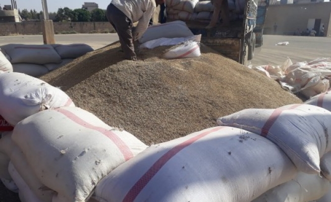 TMO, Resulayn’da hububat alımına başladı