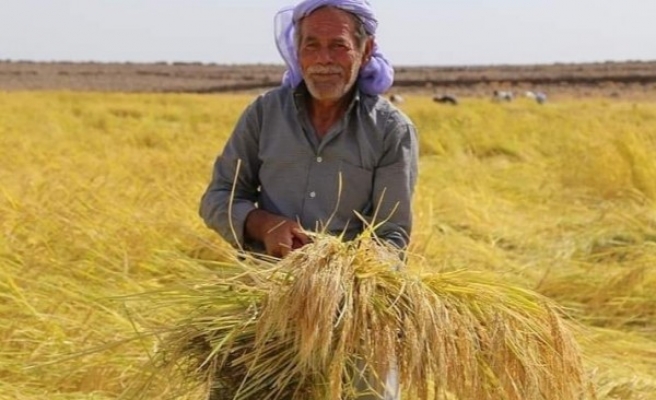 Siverek'te 'Karacadağ Pirinci' hasadı başladı
