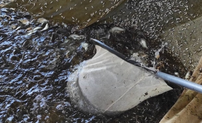 Urfa’daki Atatürk Barajında 10 milyon balık üretildi