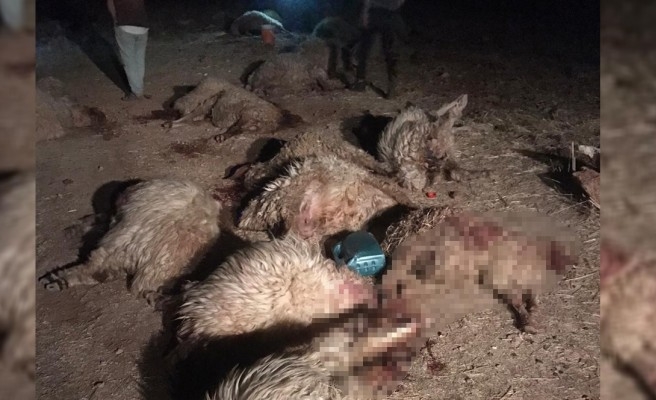 Şanlıurfa'da 150 küçükbaş zehirli ottan telef oldu!