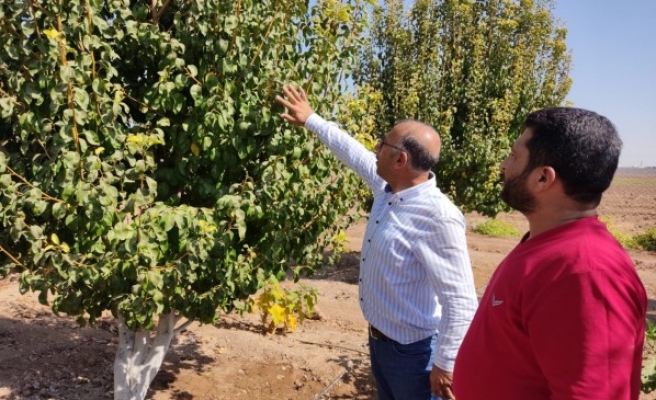Resulayn ve Telabyad’da tarım ve hayvancılığa destek veriliyor