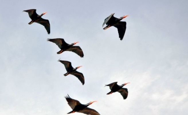 Şanlıurfa'da kelaynak sayısı yükseliyor!