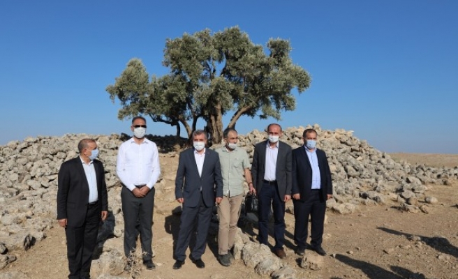 1350 yıllık Cudi Zeytini için Beyazgül’den davet