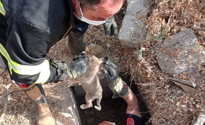 Çukura düşen yavru köpeği itfaiye kurtardı