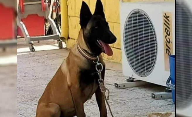 Şanlıurfa'da kurtarma ekibindeki köpek kayboldu!