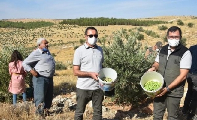 Şanlıurfa'da zeytin hasadı başladı