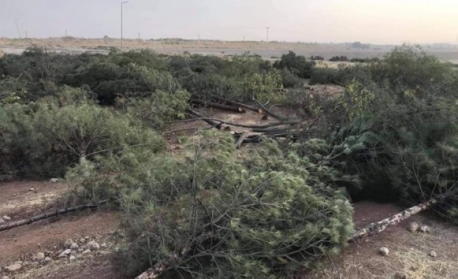 Urfa’da yine ağaç katliamı: Vatandaş tepkili!