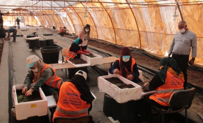 Büyükşehir ilk defa kendi çiçeğini üretiyor