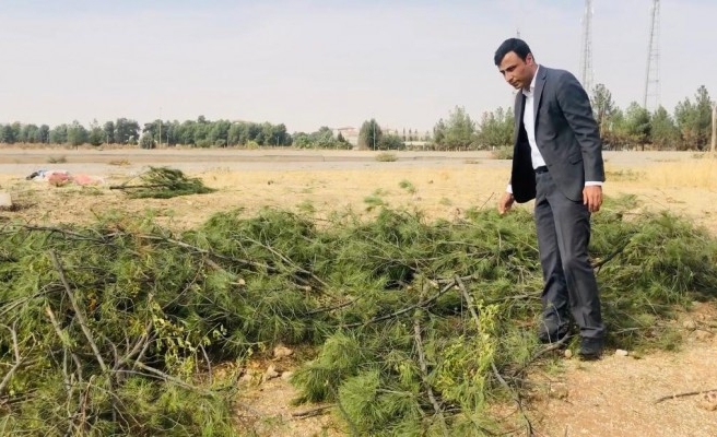Şanlıurfa’daki ağaç katliamı için suç duyurusu
