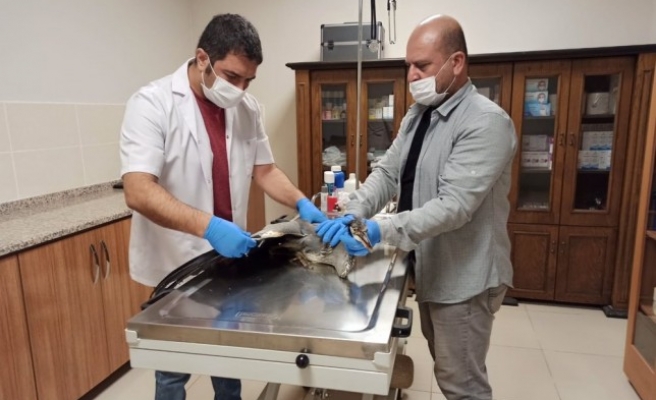 Şanlıurfa'da bulundu: Tedaviden sonra bırakılacak