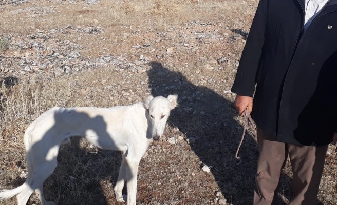 Urfa'da kaçak avcılara göz açtırılmıyor