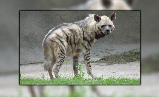 Nesli tükeniyor: Urfa'da ölü bulundu