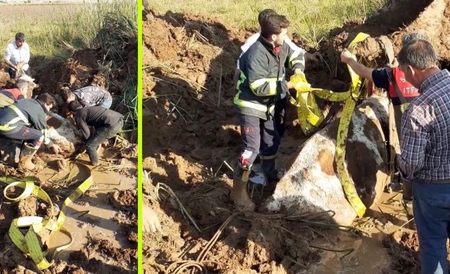 Şanlıurfa'da bataklığa saplanan ineği itfaiye kurtardı