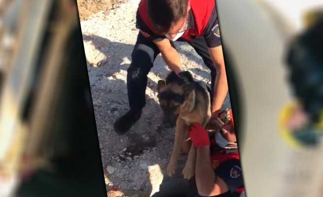 Kuyuya düşen köpeği itfaiye ekipleri kurtardı