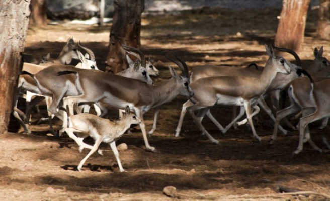 Urfa'da emsal karar: Ceylan katliamına mahkemeden ret!