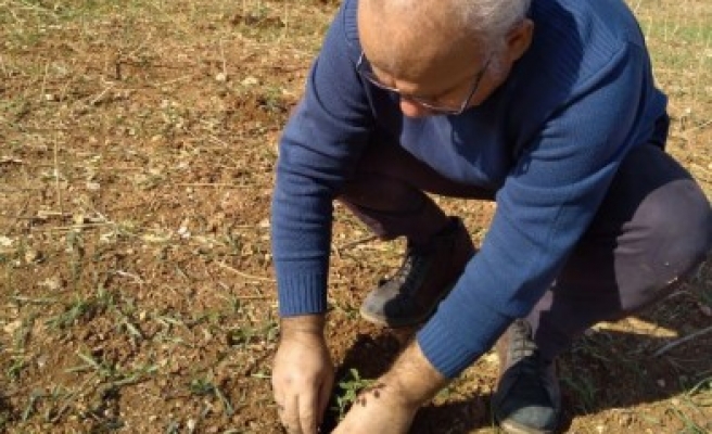 Bu bitki Urfa'da yetişiyor! Ekonomiyi de canlandıracak