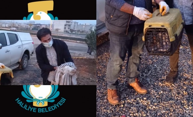 Ölmek üzereyken buldu, belediye sahip çıktı!