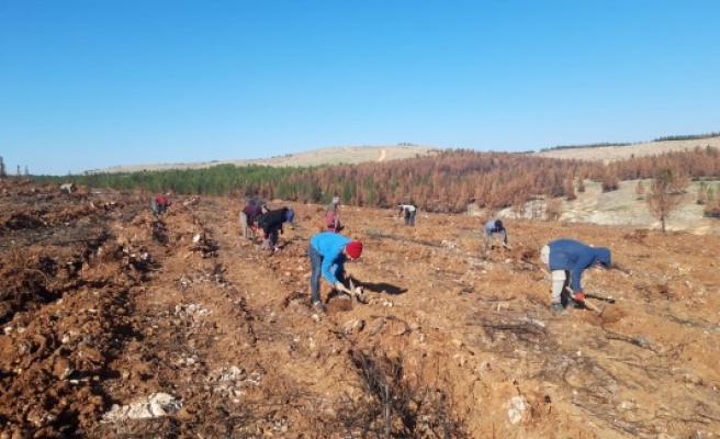 Şanlıurfa'da yanan ormanlık alan yeniden ağaçlandırılıyor