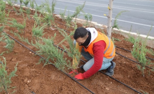 Büyükşehir yemyeşil bir Şanlıurfa'yı hedefliyor